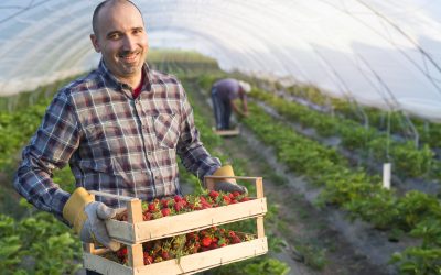 Retos y ventajas del trabajo temporal en la agricultura